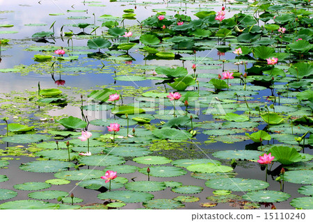 蓮花 蓮花 15110240