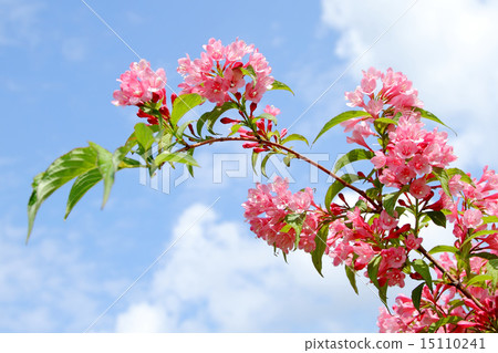 Weigela Weigela 15110241