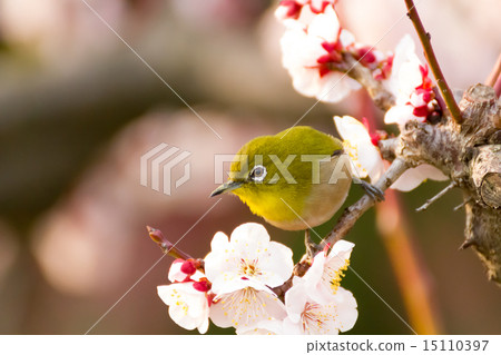 Mejiro on white plum Mejiro on white plum 15110397