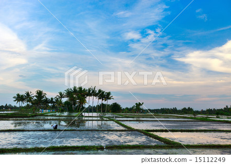 Rice field 15112249