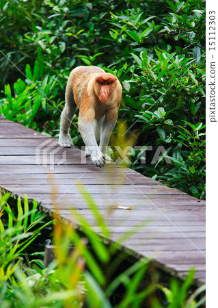 Proboscis monkey Proboscis monkey 15112303