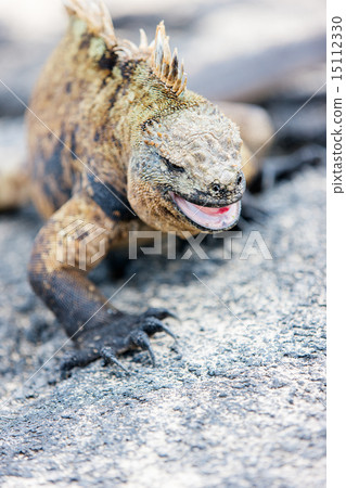 Male marine iguana Male marine iguana 15112330