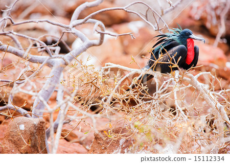 Male magnificent frigatebird 15112334