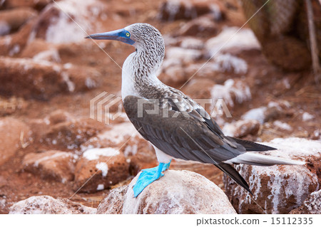 Blue footed booby 15112335