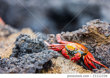 Sally lightfoot crab Sally lightfoot crab 15112336