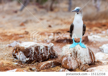 Blue footed booby 15112338