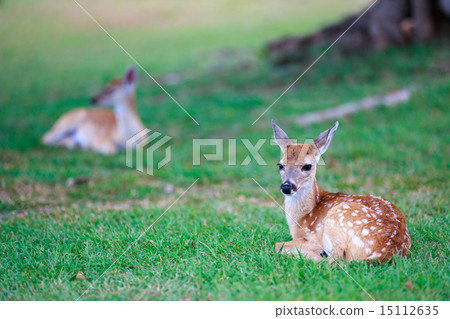 Deer fawn on grass Deer fawn on grass 15112635