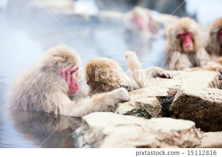 Snow Monkeys 15112816