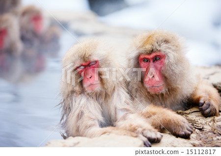 Snow Monkeys Snow Monkeys 15112817