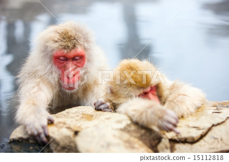 Snow Monkeys Snow Monkeys 15112818
