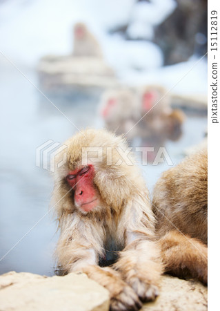 Snow Monkeys 15112819