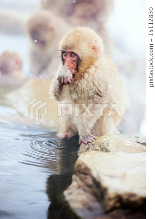 Baby Snow Monkey 15112830