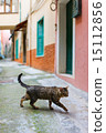 Cat in Manarola village in Cinque Terre 15112856