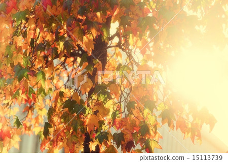 Bright sunburst through leafy tree Bright sunburst through leafy tree 15113739