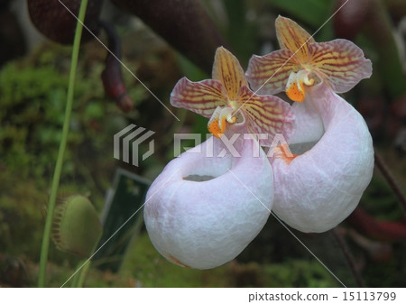 一個很好的兩槍 一個很好的兩槍 15113799