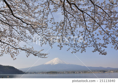 櫻花春馬 15113840