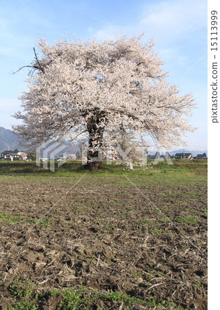 One cherry tree of Suma in Omachi shi Nagano prefecture 15113999