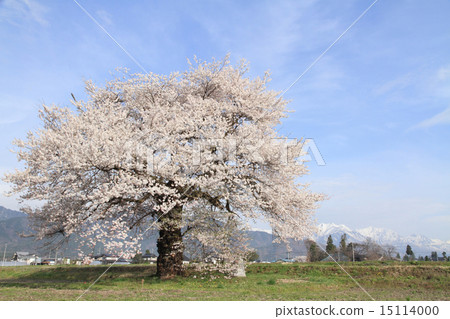 One cherry tree of Suma in Omachi shi Nagano prefecture 15114000
