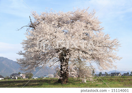在大町市長野縣的Suma的一棵櫻花樹 在大町市長野縣的Suma的一棵櫻花樹 15114001