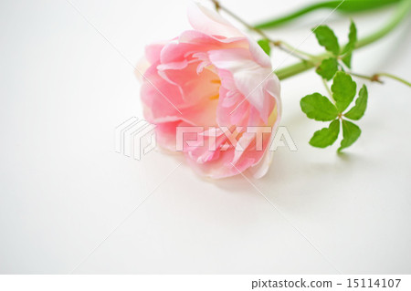 Tulip Angelique 15114107