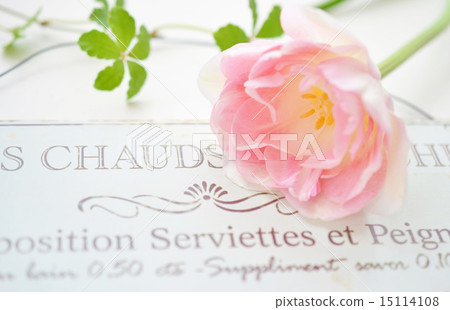 Garden Plate and Tulip Angelique 15114108