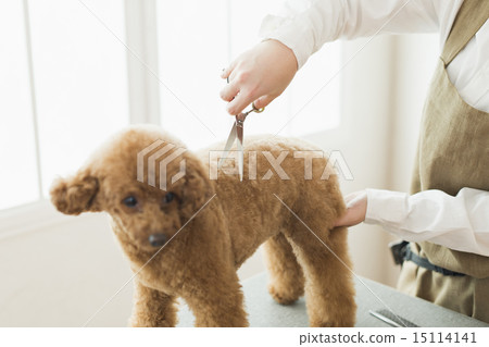Trimmer / Veterinarian 15114141
