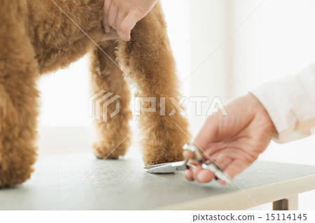 修剪器/獸醫 15114145