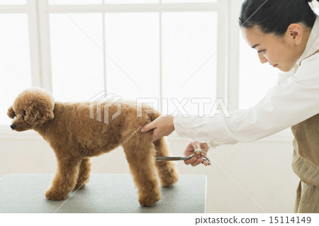 Trimmer / Veterinarian 15114149