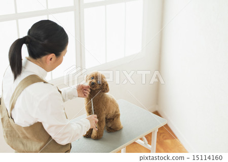 Trimmer / Veterinarian 15114160