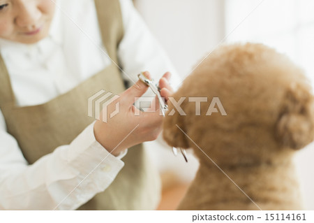 Trimmer / Veterinarian 15114161