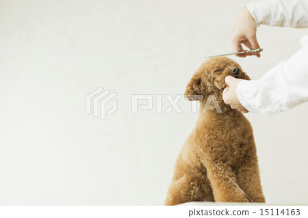 Trimmer / Veterinarian Trimmer / Veterinarian 15114163