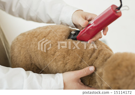 Trimmer / Veterinarian 15114172