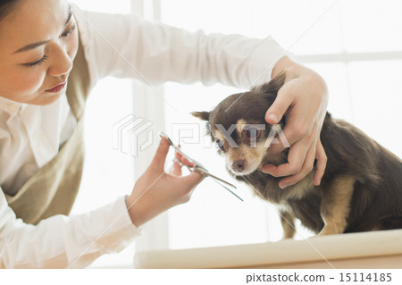 Trimmer / Veterinarian 15114185