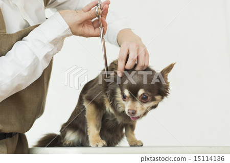 Trimmer / Veterinarian Trimmer / Veterinarian 15114186