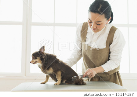 Trimmer / Veterinarian 15114187