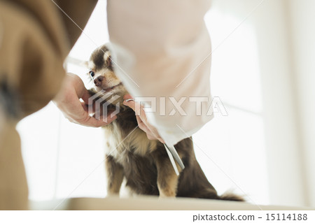 Trimmer / Veterinarian Trimmer / Veterinarian 15114188