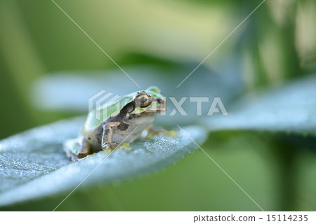 Full-width landscape frog Full-width landscape frog 15114235
