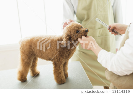 Trimmer / Veterinarian Trimmer / Veterinarian 15114319
