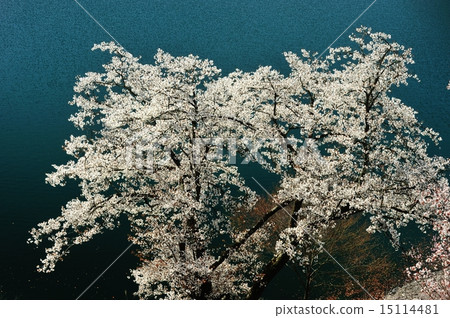 開花在湖的櫻花 開花在湖的櫻花 15114481
