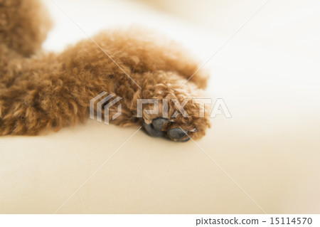 Trimmer / Veterinarian Trimmer / Veterinarian 15114570