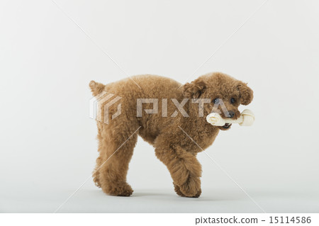 Trimmer / Veterinarian Trimmer / Veterinarian 15114586