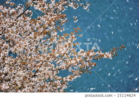 Cherry blossoms blooming on the lake 15114624