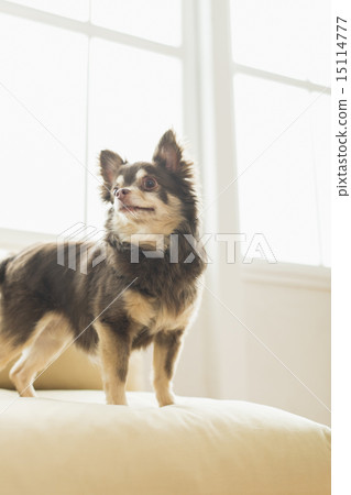 Trimmer / Veterinarian Trimmer / Veterinarian 15114777