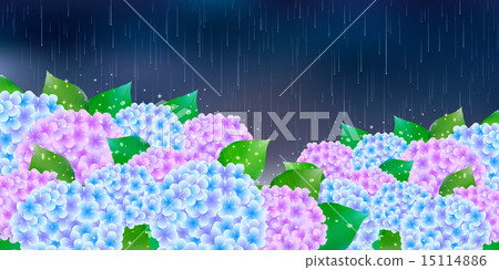 Hydrangea rainy season background 15114886
