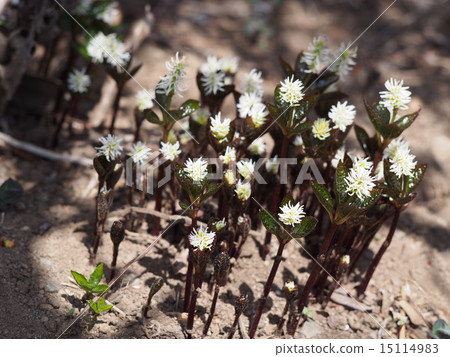 Hitricishka (Fukaya city, Saitama Prefecture) 15114983