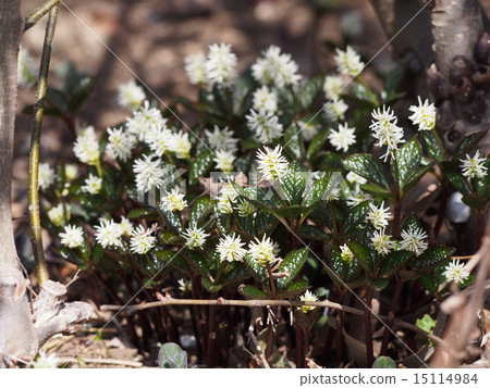 Hitricishka（埼玉縣深谷市） 15114984