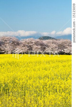 Cherry blossoms and rape fields 15115039