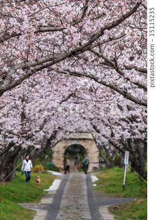 Sakura's Arch @ Takeo City, Saga Prefecture 15115235