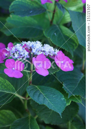 Calyxian hydrangea Fasan pink decoration White flowers in flowers Calyxian hydrangea Fasan pink decoration White flowers in flowers 15115307