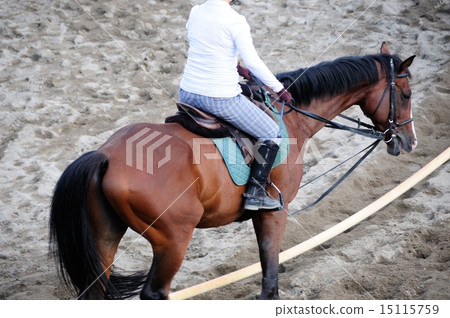 horse riding  15115759